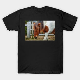 Assateague Pony Susi Sole on Fence Patrol T-Shirt